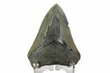 Bargain, Fossil Megalodon Tooth - Serrated Blade #172173-1